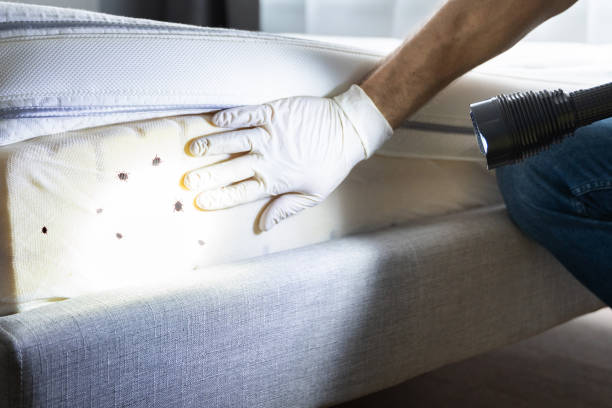 Best Termite Control Services  in Elburn, IL
