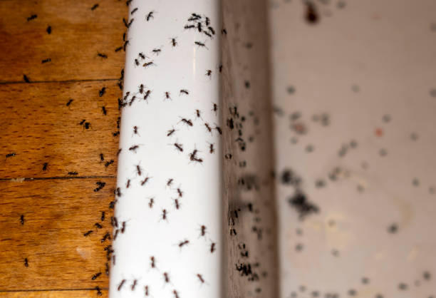 Pest Control Cost in Elburn, IL