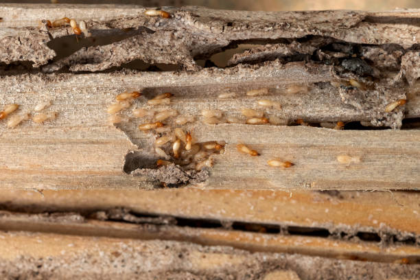 Best Pest Prevention Services  in Elburn, IL